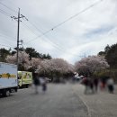 거북선공원 | 2026 벚꽃엔딩_선진 거북선 공원, 선진리성 벚꽃축제, 미수다 프리마켓