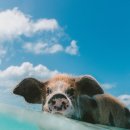 고마워돼지 이미지