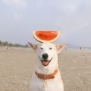 즐거운 강아지 Daum카페