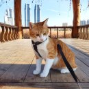 산책하는 고양이 이미지