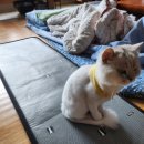 콜렌육십도 이미지