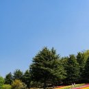 튤립 이미지