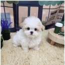 행복한 강아지 이미지