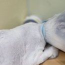 무마취 고양이 미용실 반할고양 | 김포 검단 고양이 미용 “무마취 고양이 미용실 반할고양” 후기