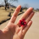 능금농장 | 예산 서산 태안 1박2일 여행코스 1편, 예산 사과 먹방부터 해미읍성 봄 산책까지🌸