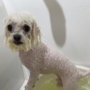 그루밍무무 이미지