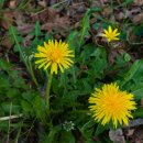 글쓰기 레시피, 봄 이미지