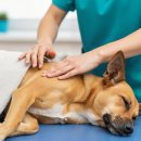 (주)라온메디칼 | 위험을 높이는 이유– 울산 강아지 슬개골탈구 수술케이스 - 울산 중구 동물병원 라온동물메디컬센터