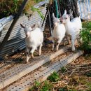 산속의친구 이미지