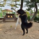 멍바라기 이미지