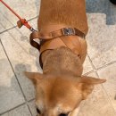 데려오개 이미지