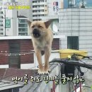 동물농장 이미지