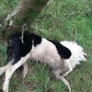 매정목장 이미지