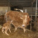 후계자 농장 이미지