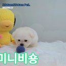 쓰담쓰담애견샵 이미지