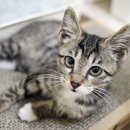 감자와 맛동산 이미지