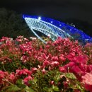 장미상자(Rose Box) | [국내여행] 울산_울산대공원 장미축제 위치 주차 입장료 기본정보