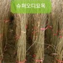 신천리슈퍼 이미지