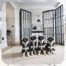 진위사료 | 분당 웰시코기분양 경험자가 알려주는 현실적인 체크리스트와 지역 정보