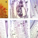 잉어과 Tigris kingfish, Tigris barb의 아가미 기생 흡충 Haplorchis taichui 이미지