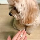 징크 | 강아지에게 필요한 영양만 담은 영양제 닥터바이 비타징크 솔직후기