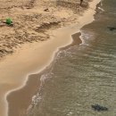 파리바게뜨 속초중앙점 | 임신 중기 당일치기 속초여행 - 여행코스 추천, 애견...칠성조선소, 중앙시장 (만석닭강정,황부자튀김...