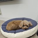 임꺽정아구해물찜 이미지