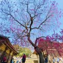 상사_체육공원 | 전남 구례 화엄사 홍매화, 나무 한 그루 보겠다고 이 난리?(섬진강 벚꽃길 300리)