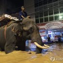 '코끼리로 구호활동'…태국 북부 치앙마이 강수위 역대 최고 이미지