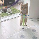 부뚜막찜 이미지