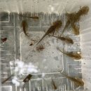 6월 1주 생태놀이(산호랑나비키우기,잠자리유충,오디따먹기,죽순놀이,도롱뇽올챙이관찰,소금쟁이 짝짓기,작은농부 완두콩추수,밧줄놀이…) 이미지