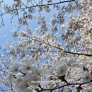 서부간선길3R | 🌸 [인천 벚꽃 명소] 팝콘이 팡팡! 걷기 좋은 계양 서부간선수로 벚꽃길 산책 후기