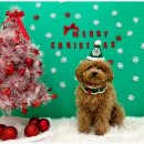 일산애견호텔 강아지유치원 맘바이일산점 이미지