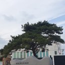 지에스25태안해안점 | 태안 신두리 해수욕장과 신두리 해안사구, 서해에서 만난 국내 최대 모래언덕 여행기