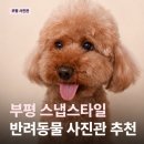 부평문화로130번길 | 부평 반려동물 사진관 | 스냅스타일 부평 + 사진 싫어하는 강아지도 가능 솔직후기