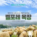 와이에스제이