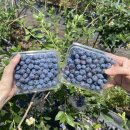 호곡농장 | [고양시 가볼만한곳] 꽃우물 블루베리 체험농장