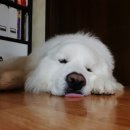 행복한 꿈을 꾸는 이미지