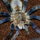 코발트블루 이미지