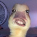 달려라찜닭 | 어그래시간아달려라