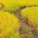 노랑고개 이미지