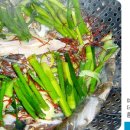 홍어사랑 이미지