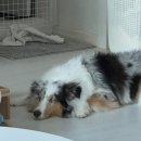 2진짜배기밥 덕평자연휴게소점 | 영동고속도로 덕평자연휴게소에 강아지와 함께 방문해봤습니다👍