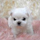 오라켄넬 이미지