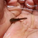 별밤이야기 이미지