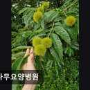 큰나무요양병원 이미지