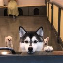 혼자두면 장판뜯어서 차린 개카페 이미지