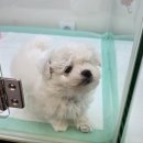 미유펫 강아지분양 고양이분양 전주점 이미지