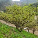 풍년옛날과자 이미지