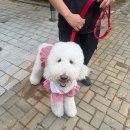 조이 애견 유치원 | [공지] 프래들애견학교 교감중심 강아지훈련 대형견 짖음훈련
